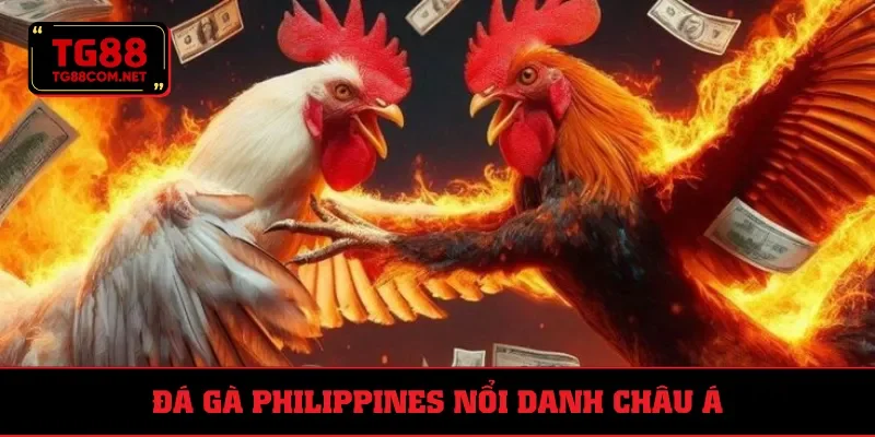 Đá gà Philippines nổi tiếng châu Á