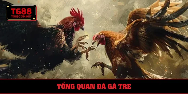 Đá gà tre vốn thuộc thể thức nổi danh